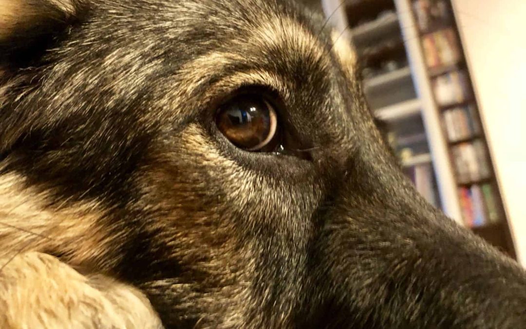 Emozioni animali