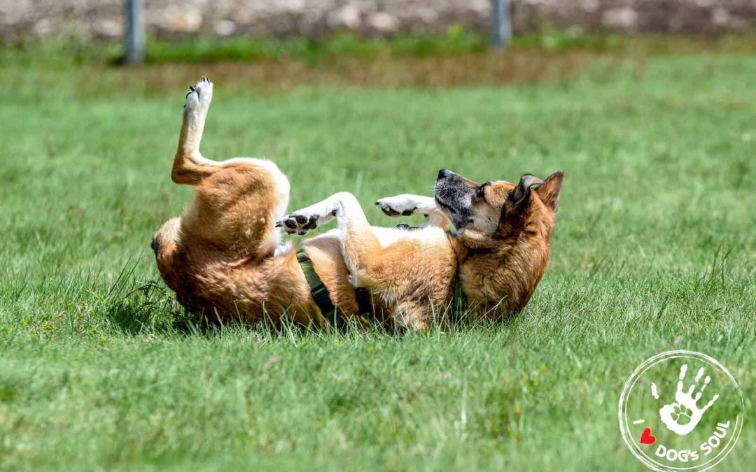 I bisogni del cane