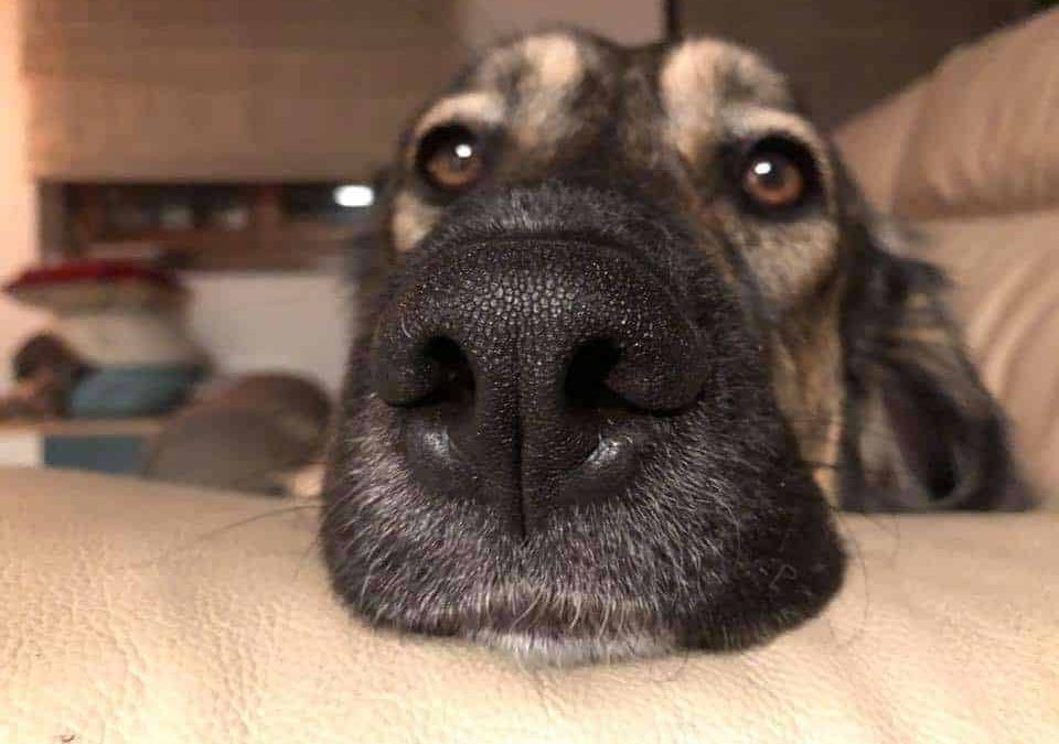 Cibo per cani umido