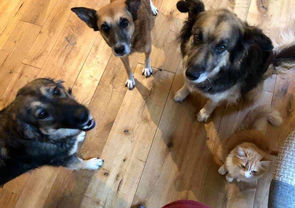 Cosa contiene il cibo per cani e gatti?