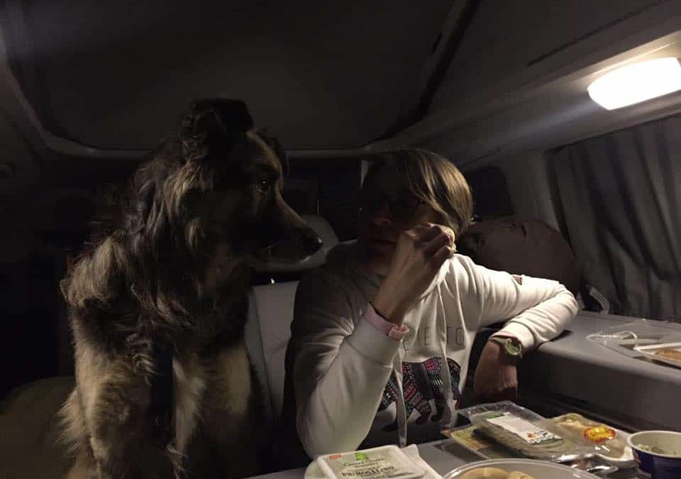 Guida alle etichette cibo cani e gatti