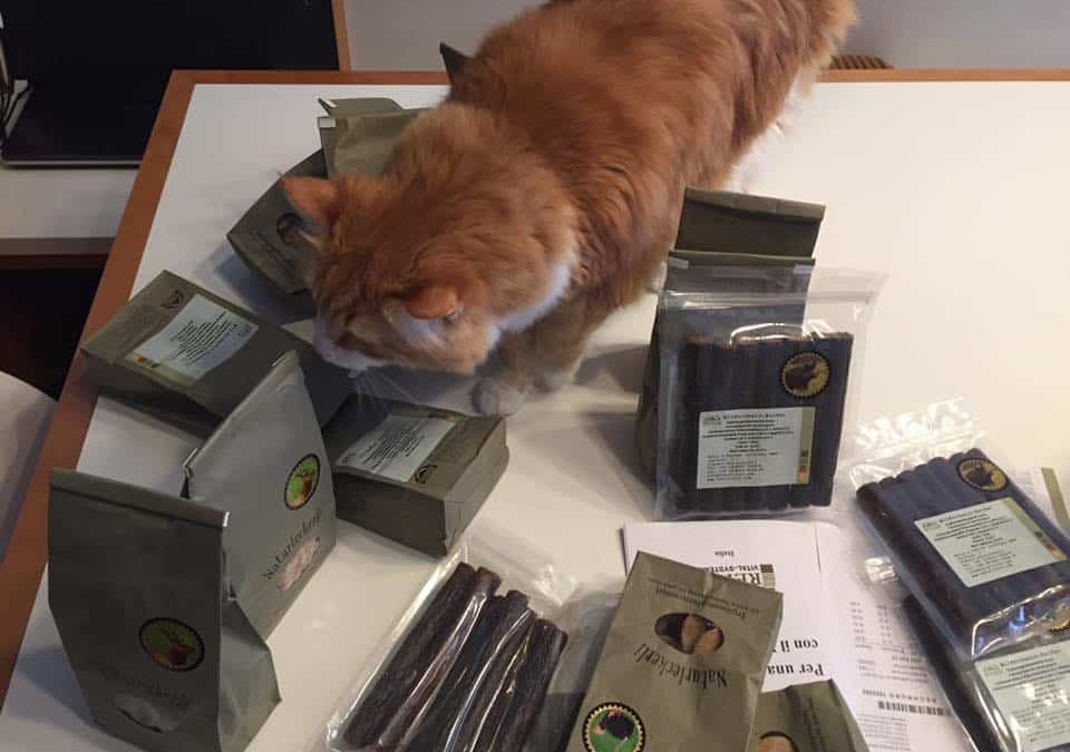La memoria dei gatti