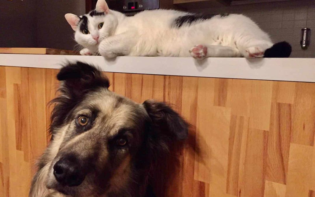 Come cane e gatto