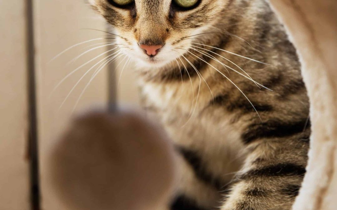 I gatti e il dolore: solo tu lo puoi capire!