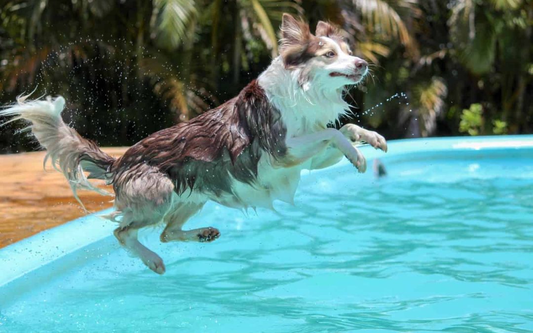 Caldo e animali