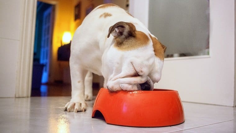 Cibo secco per cani