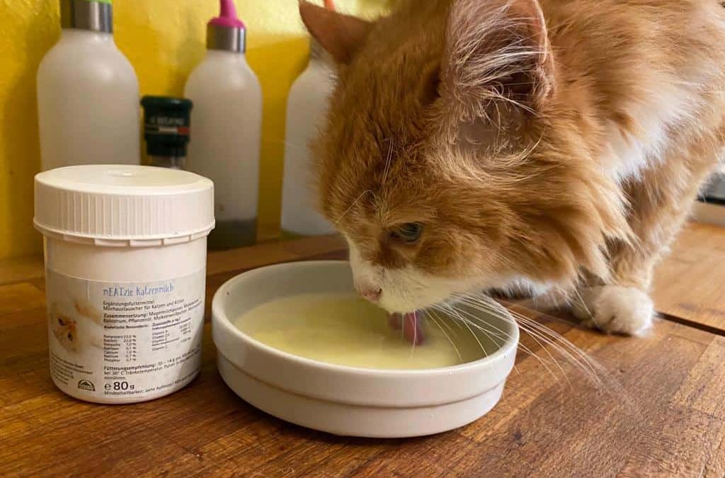 Katzenmilch: una prelibatezza per il tuo micio