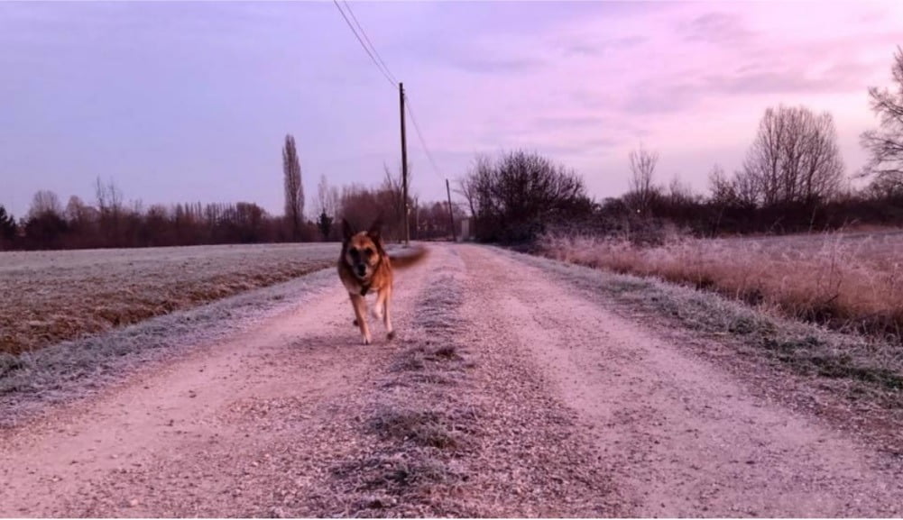 Amore a prima vista… Il cane