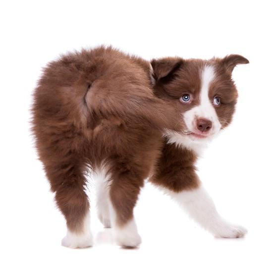 E’ il cane ad avere problemi… O siamo noi?