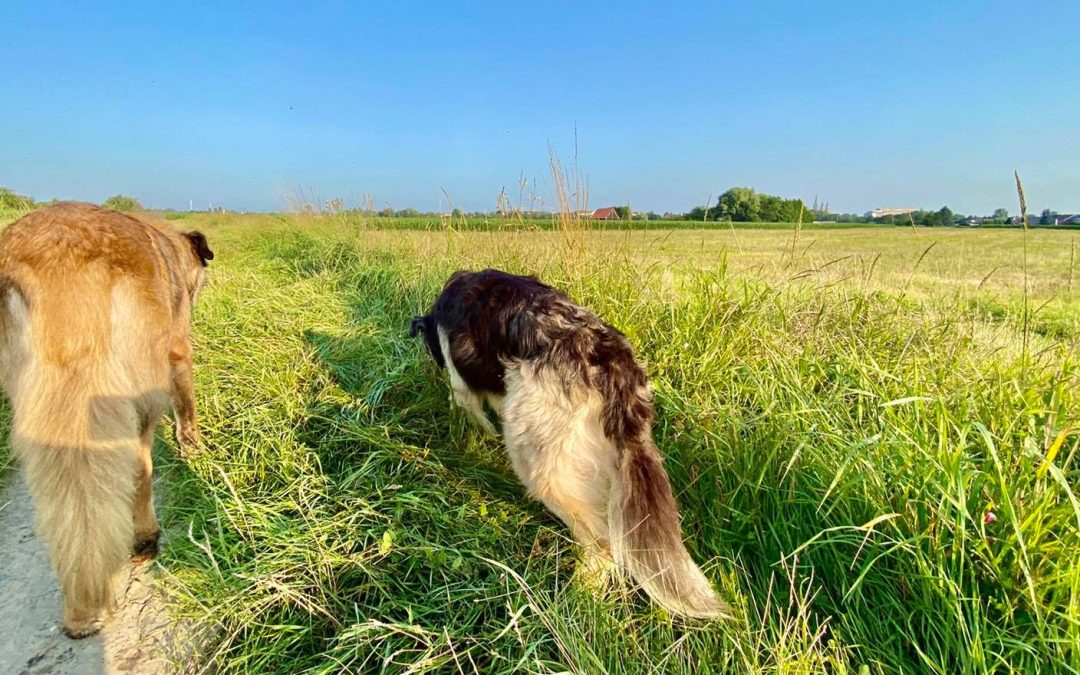 Il pelo del cane