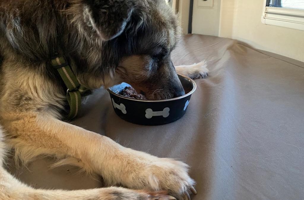 La saliva del cane