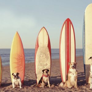 Linea "Beach dogs"