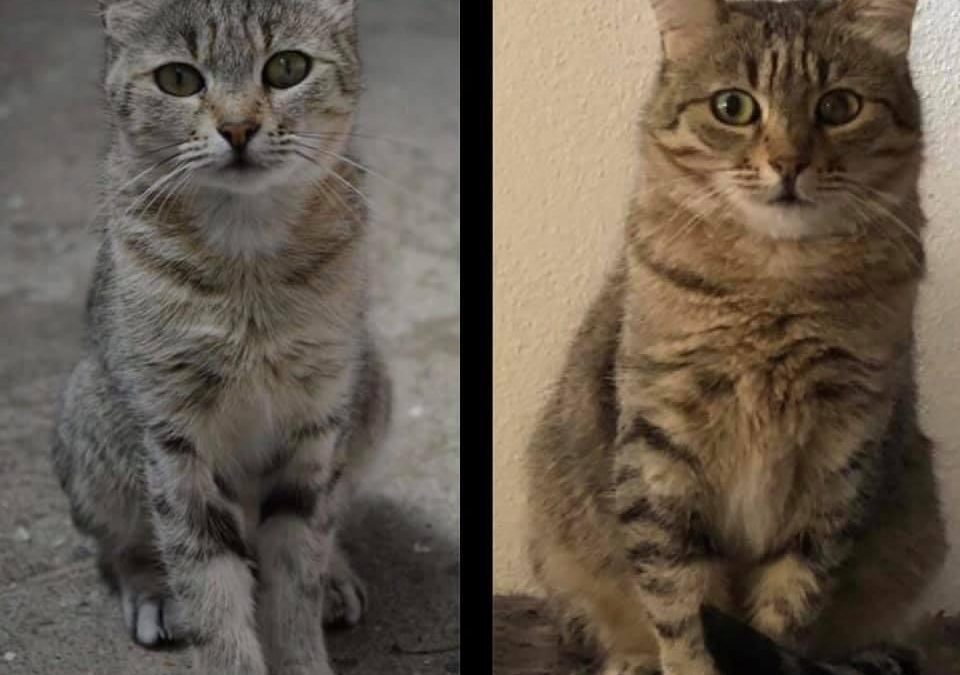 Il prima e dopo di Mariposa!