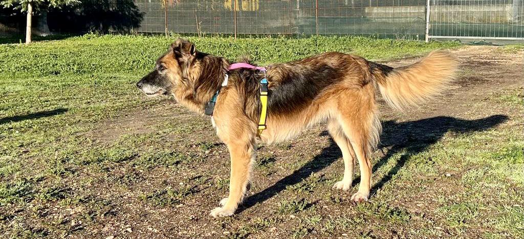 Conosciamo esattamente i messaggi dello scodinzolio del cane?