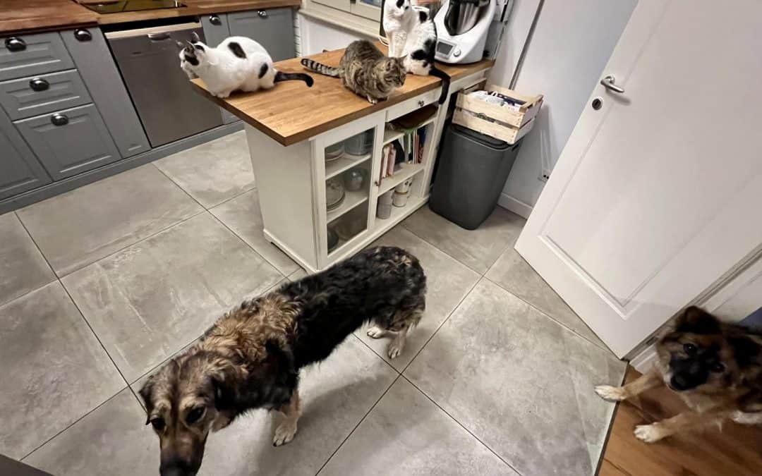 Cani e Gatti: portatori di emozioni all’interno delle famiglie