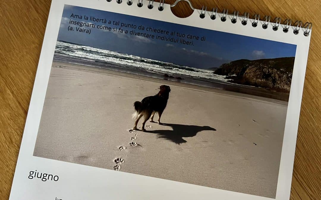 Vivere un’estate splendida con il tuo cane: consigli per un’esperienza indimenticabile