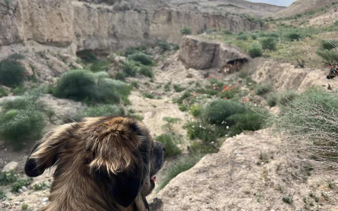 Lavorare viaggiando con i tuoi animali: una combinazione vincente tra lavoro e avventure pelose