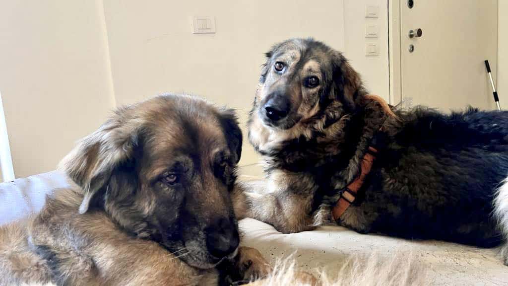 L’importanza dell’alimentazione corretta per la salute del cane: analisi dei problemi causati da una cattiva alimentazione