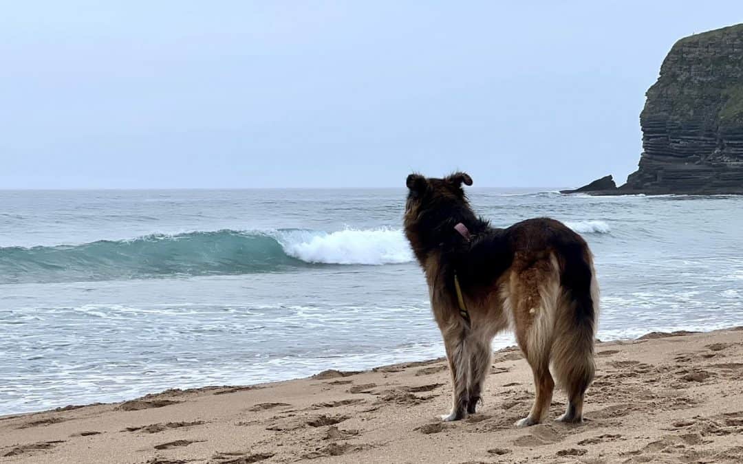 L’incredibile mondo emotivo dei cani: comprensione e connessione