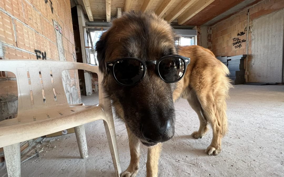 Il magico mondo dei Baffi Canini: un’analisi sotto il microscopio peloso