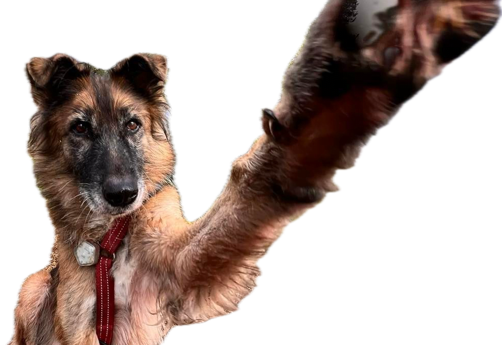 Mercedes consiglia MaxidogVit Tacchino per i cani meno giovani