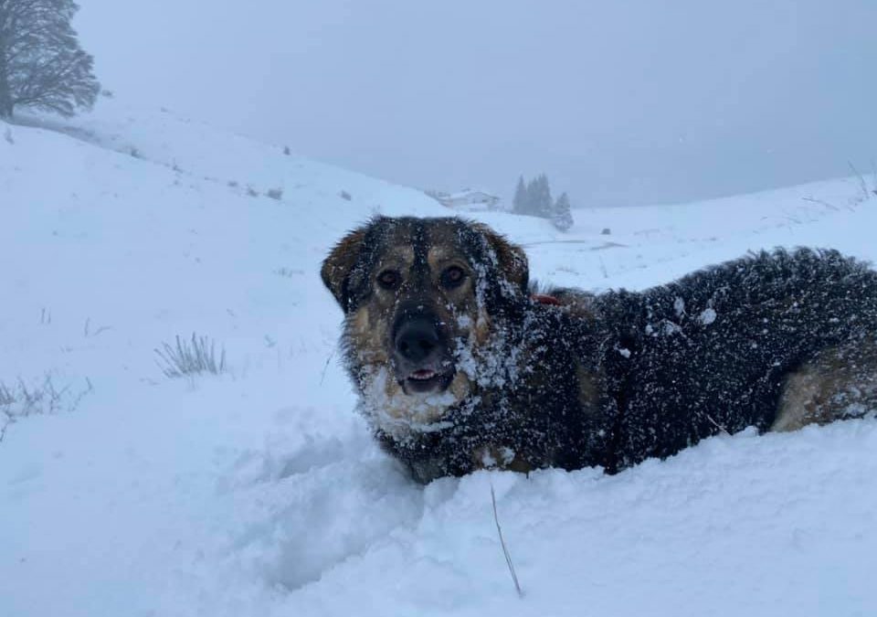 Tutto il meglio della neve!