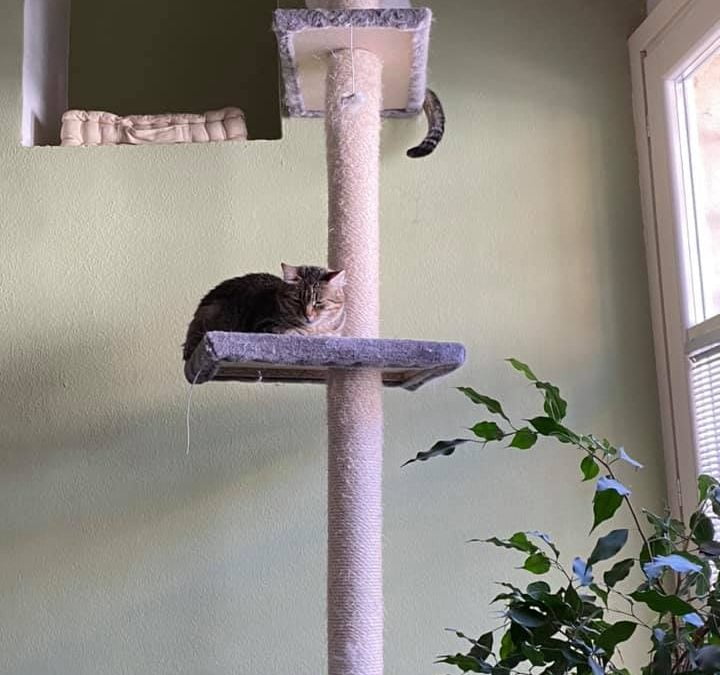 Un mondo gatto!