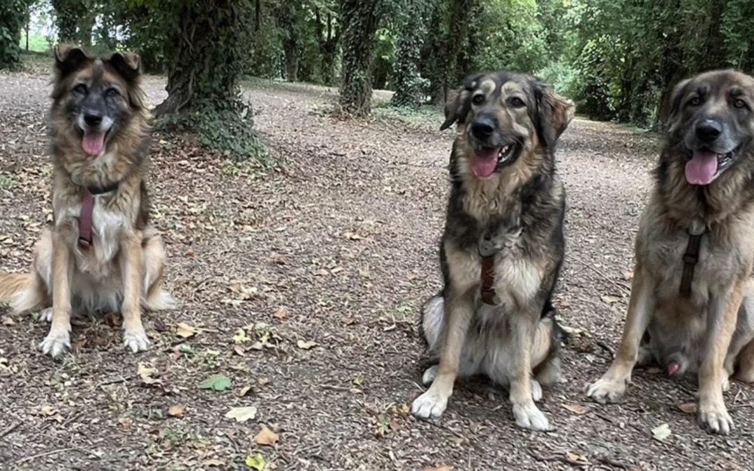 L’alito dei cani